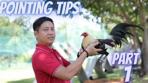 pointing sa araw ng laban|Sabong Tips « COCKFIGHTING .
